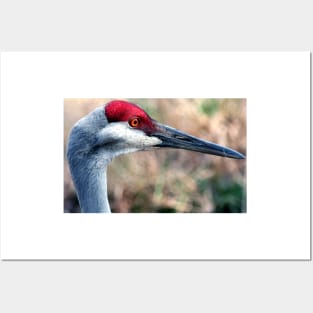 Floridian Crane Posters and Art